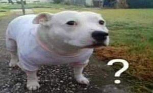 waht.jpg
