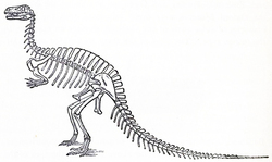 Humped_Megalosaurus.jpg