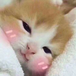 kawaii-cat.jpg