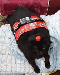 cola cat.jpg